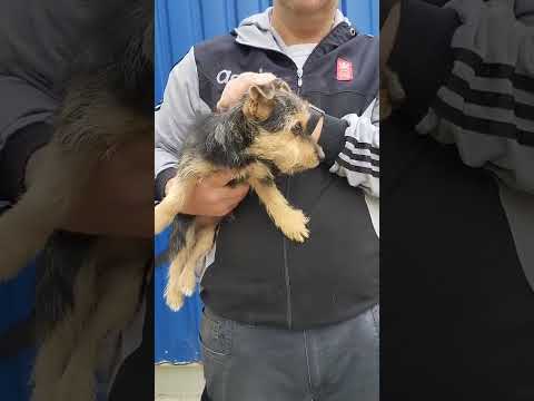 YouTube-Video-Thumbnail