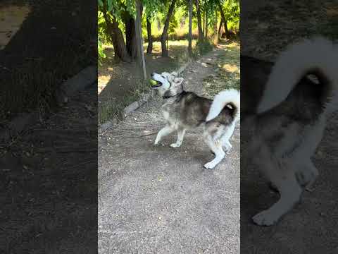 YouTube-Video-Thumbnail