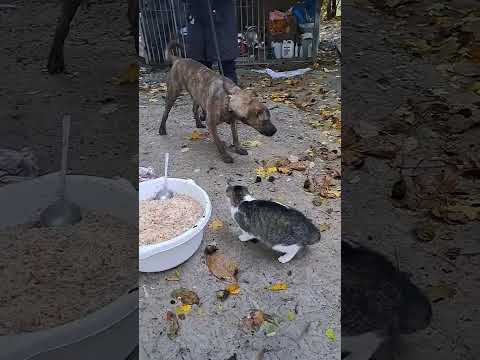 YouTube-Video-Thumbnail