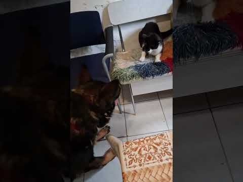 YouTube-Video-Thumbnail