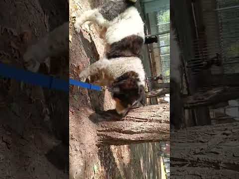 YouTube-Video-Thumbnail