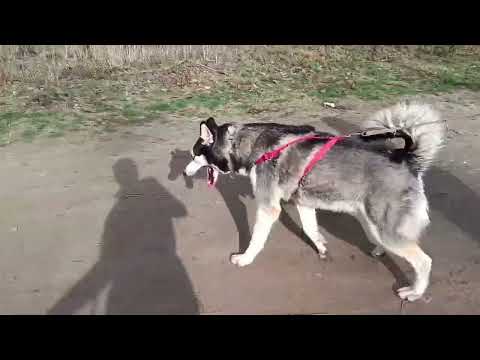 YouTube-Video-Thumbnail