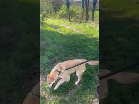 YouTube-Video-Thumbnail