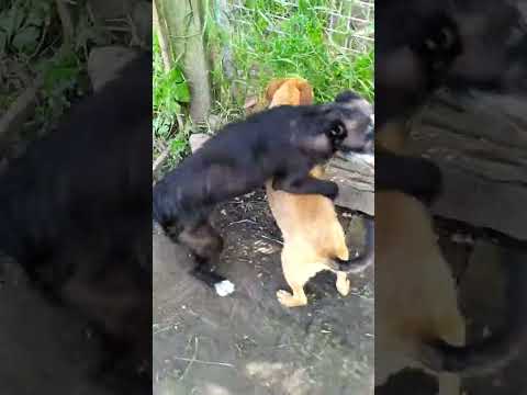 YouTube-Video-Thumbnail