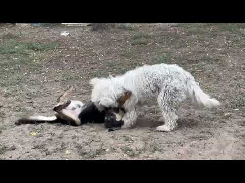 YouTube-Video-Thumbnail