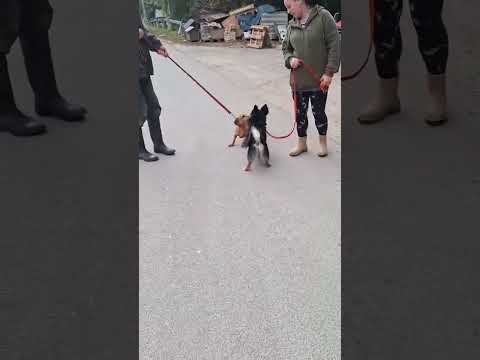 YouTube-Video-Thumbnail