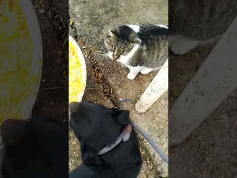 YouTube-Video-Thumbnail