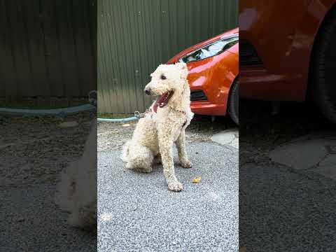 YouTube-Video-Thumbnail