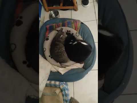 YouTube-Video-Thumbnail