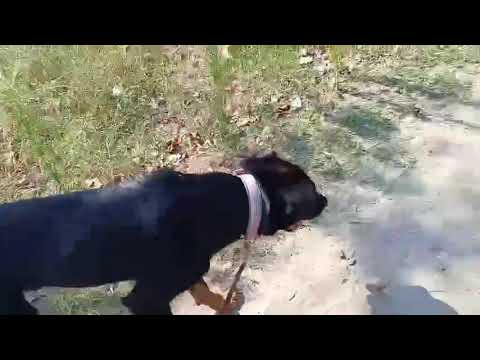 YouTube-Video-Thumbnail