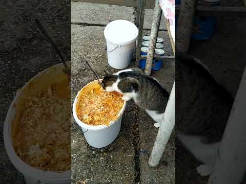 YouTube-Video-Thumbnail