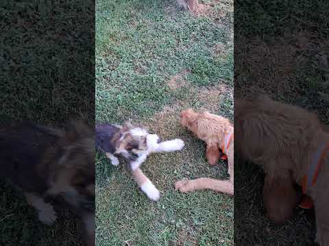 YouTube-Video-Thumbnail