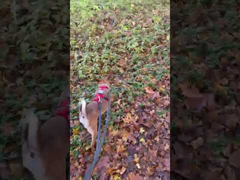 YouTube-Video-Thumbnail