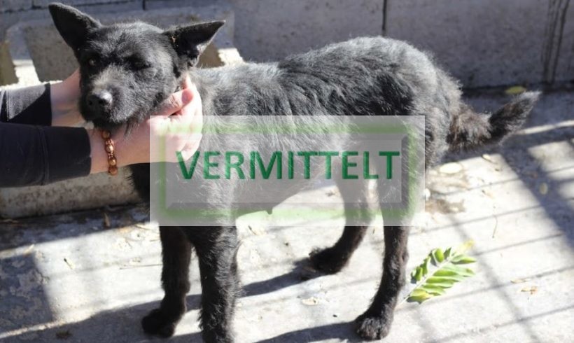 Sziren →Transport 02/2019