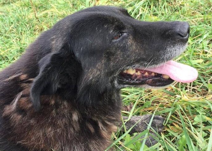 Negro •vermittelt•