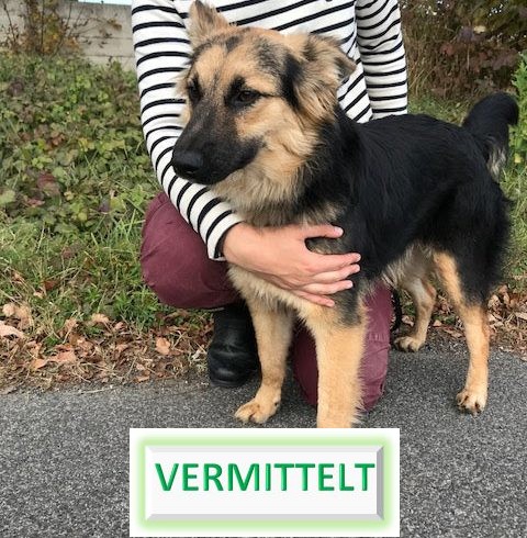 Mici ♥vermittelt♥ an die Tierhilfe Franken