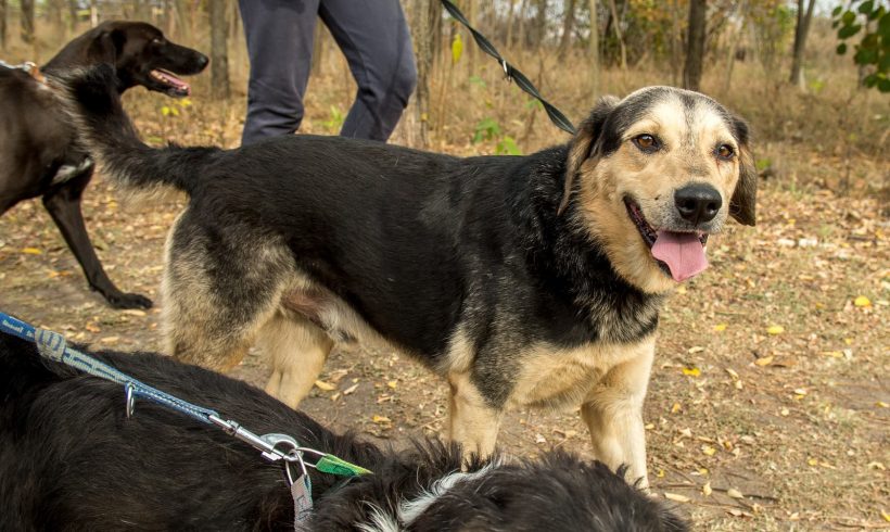 Mogyoro ♥vermittelt♥