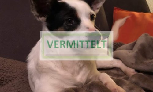 Nika ♥ vermittelt ♥