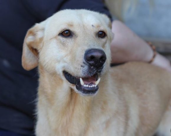 Rocky 2 !Transportpaten gefunden!♥vermittelt ♥ 2/2021