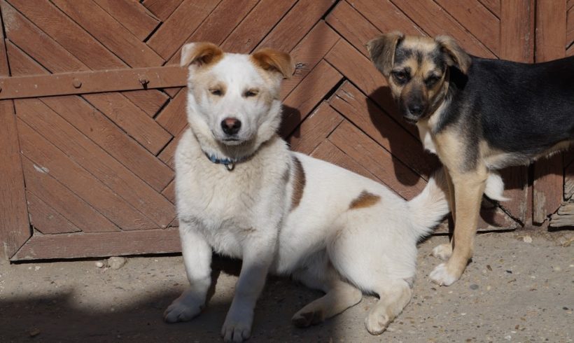 Bogyo (TH Zala) •vermittelt•