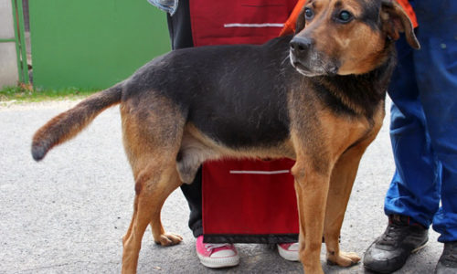 Csonti•vermittelt•