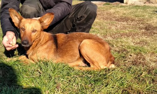 Zsomi ♥vermittelt♥