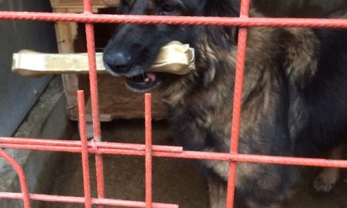 Bella (Bogancs) ♥vermittelt♥ RT: Okt. 2023 – Ausreisepaten und Transportpaten gefunden, Danke Fr. Fischer-Kilian, Fr. F. Schöps, Fr. Müller M. und Hr. B. Schmidt, Fr. I. lo Cicero :-*