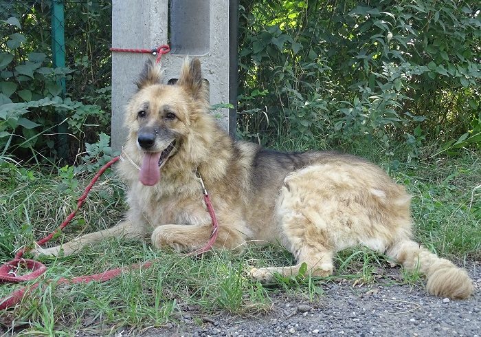 Dorka (Bogancs) •vermittelt•