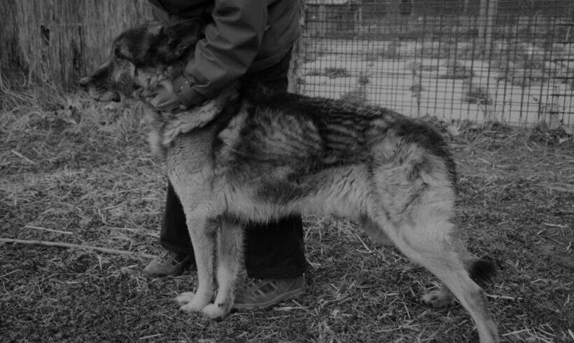 Sàtàn – verstorben 4/2022 ♥vermittelt♥ Ausreise/Transportpaten gesucht ♥ reist 4/19