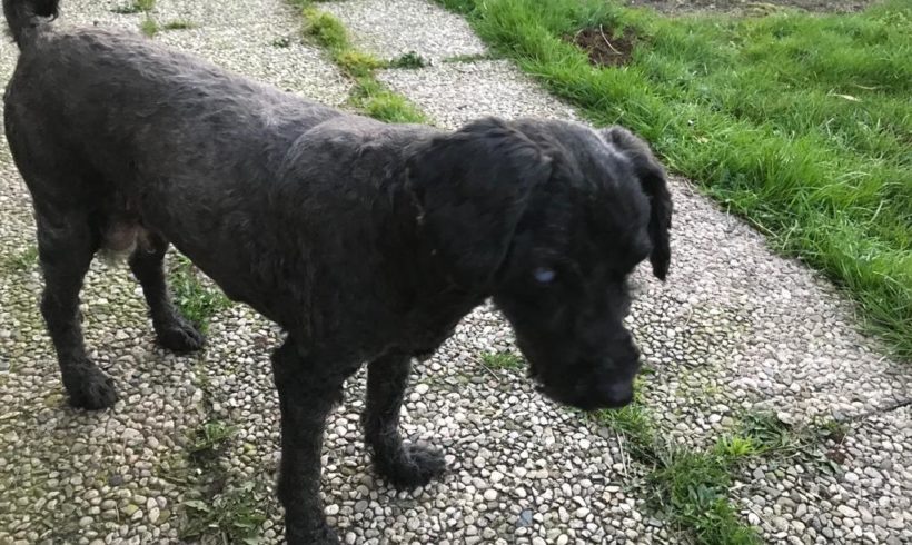 Polly aus der Tötung Dombovar konnte Platz finden, ABER……