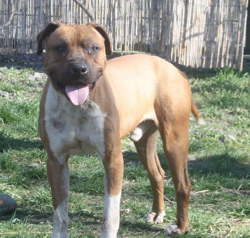 Sanchez † im Tierheim verstorben †