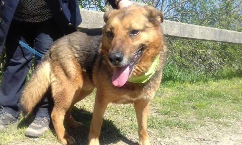 Gringo !Ausreise- und Transportpaten gefunden! ♥vermittelt♥