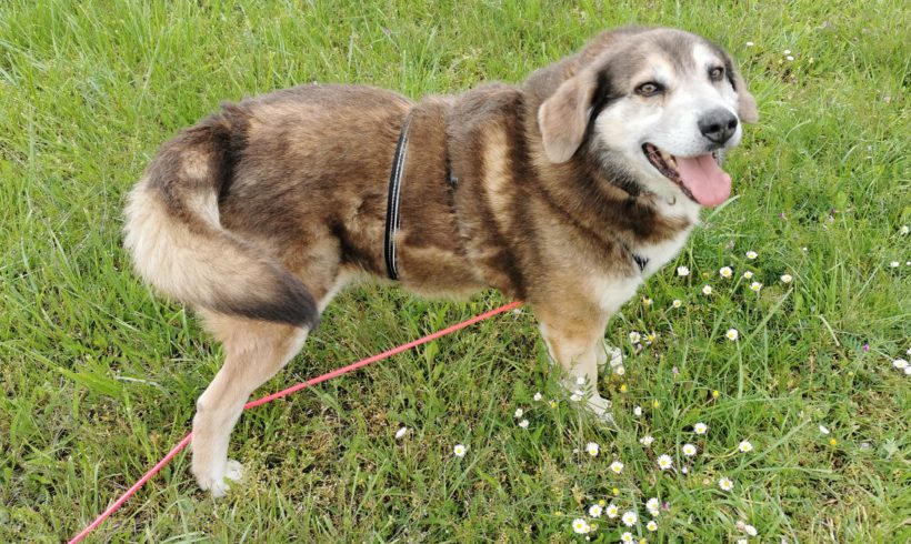 Andrej  auf PS nach 67147 Forst an der Weinstraße ♥vermittelt♥