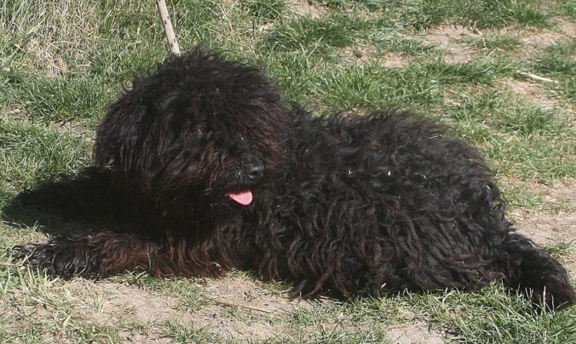 Polka ♥vermittelt♥