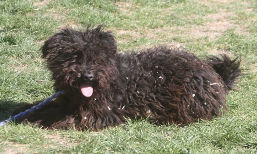 Polly ♥vermittelt♥