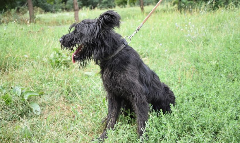 Mario ♥ Transportpate gefunden →7/2019 ♥ vermittelt an Schnauzer Nothilfe ♥