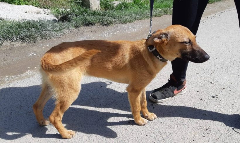 Roka •vermittelt•