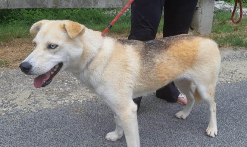 Dödi ▲auf PS in 67271 Kindenheim