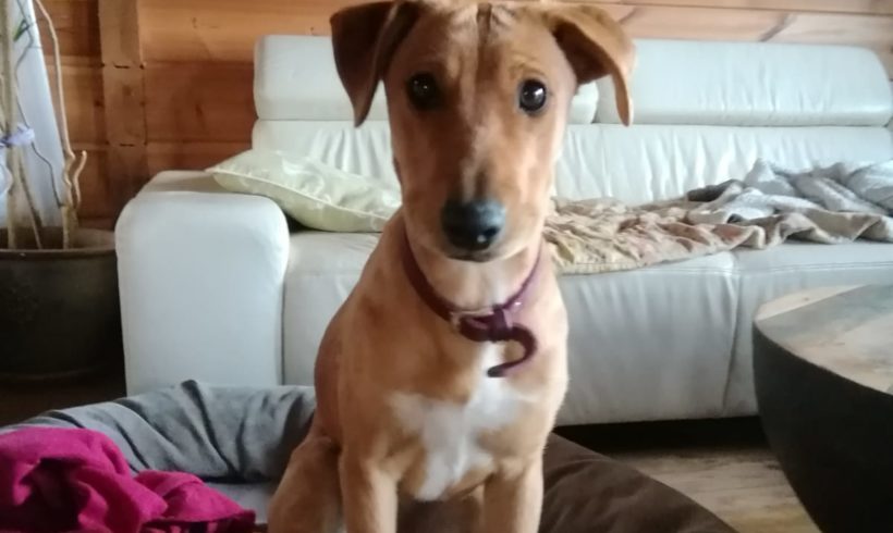 Kendra ♥vermittelt♥▲ auf PS in 66773 Hülzweiler