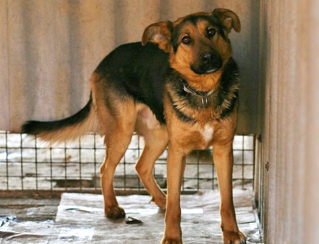 Rufus ♥vermittelt♥