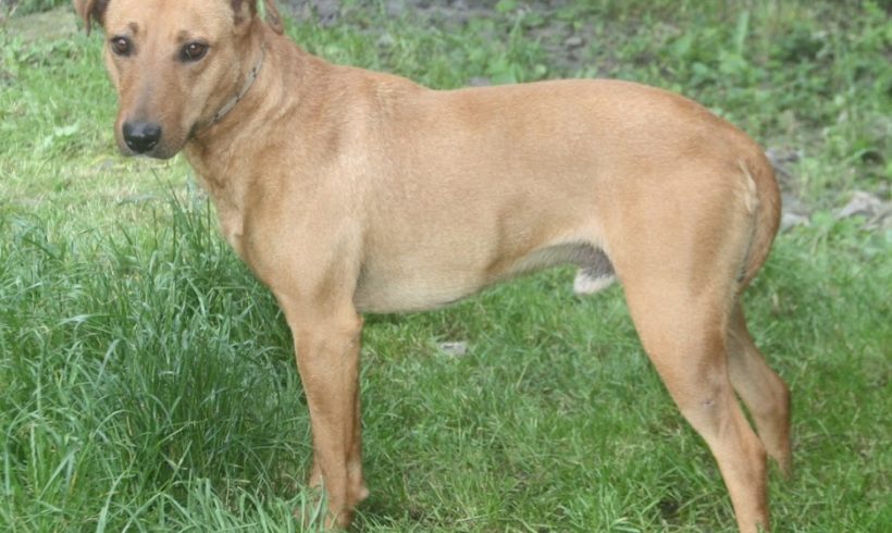 Tengo •vermittelt•