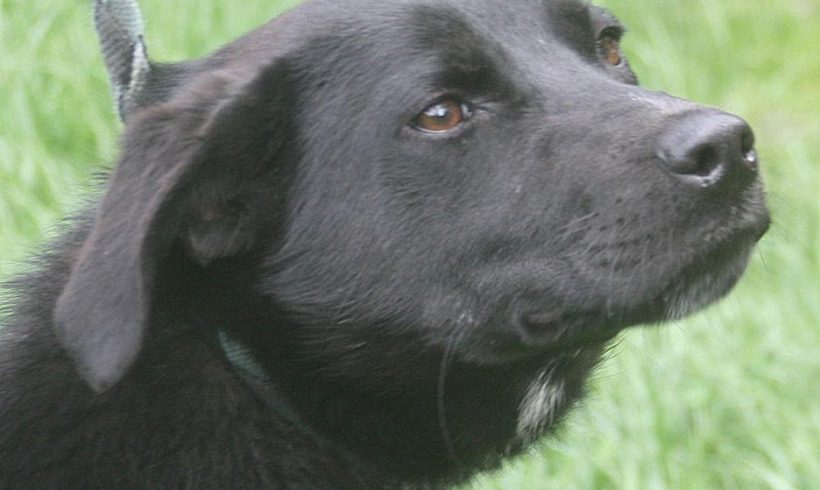 Filip 2 ♥vermittelt♥