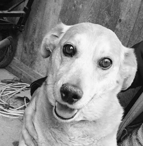 Zerbo ! Ausreise/Transportpaten gesucht! →9/2019 ♥vermittelt♥ auf PS in 28832 Achim ab 21.9.