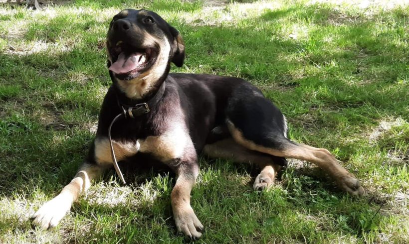 Alex (TH Zala) ♥vermittelt♥