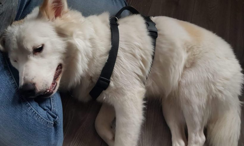 Flocke ♥vermittelt♥ ▲ auf PS in 97892 Kreuzwertheim