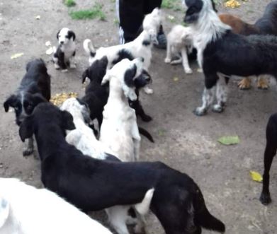 Horrortierhaltung – TH Zala wurde um Hilfe gebeten, eine 80jährige Frau hat Massen an Hunden…