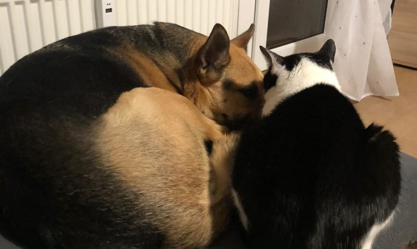 Lujzi ♥vermittelt♥ ▲ auf PS in 34125 Kassel