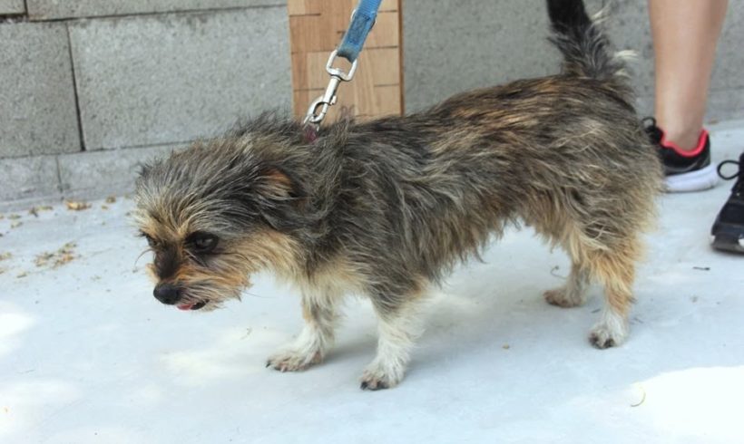 Mini ♥vermittelt♥▲auf PS 26931 Elsfleth