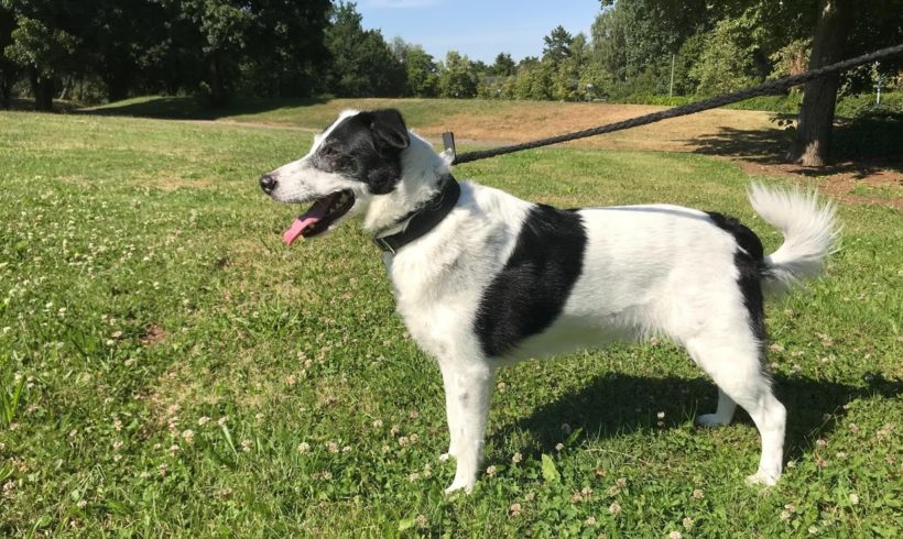 Nilo ♥vermittelt♥▲ auf PS in 94086 Bad Griesbach