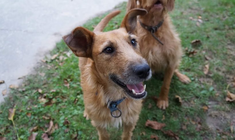 Jack ♥vermittelt♥